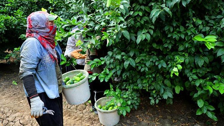 Adanada hasadı başladı Fiyatların düşmesini sağlayacak: Pazar tezgahında görür görmez kilo kilo alın