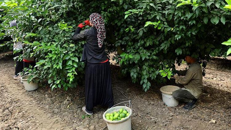 Adanada hasadı başladı Fiyatların düşmesini sağlayacak: Pazar tezgahında görür görmez kilo kilo alın