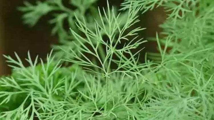 Karaciğerdeki toksinleri söküp atıyor Yoğurtla karıştırıp kaşık kaşık yiyin: İltihabın kökünü kurutuyor, vücuda detoks yaptıran en faydalı besin