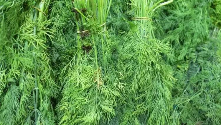 Karaciğerdeki toksinleri söküp atıyor Yoğurtla karıştırıp kaşık kaşık yiyin: İltihabın kökünü kurutuyor, vücuda detoks yaptıran en faydalı besin