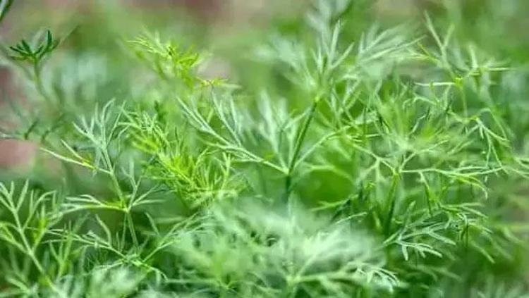 EMZİREN ANNELERİN SÜT ARTIRICISI