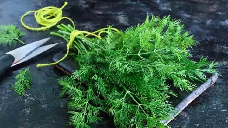 KALSİYUM VE MAGNEZYUM ZENGİNİ DEREOTU