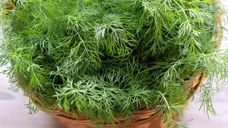 DEREOTU ÇAYI TARİFİ