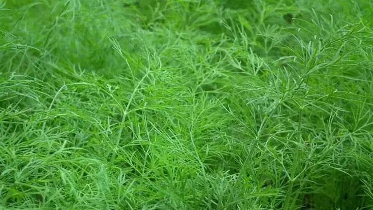 Karaciğerdeki toksinleri söküp atıyor Yoğurtla karıştırıp kaşık kaşık yiyin: İltihabın kökünü kurutuyor, vücuda detoks yaptıran en faydalı besin