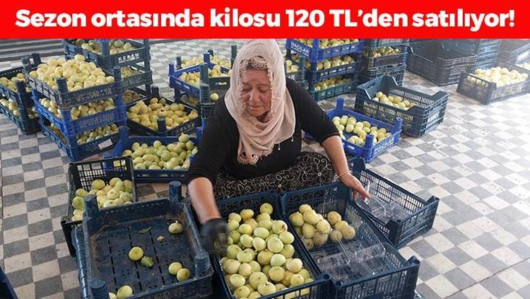 Altından bal damlayan meyvede hasat sürüyor Kilosu 120 TL: Bağırsakları motor gibi çalıştırıp kemikleri betona çeviriyor Magnezyum zengini