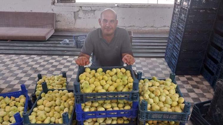 Altından bal damlayan meyvede hasat sürüyor Kilosu 120 TL: Bağırsakları motor gibi çalıştırıp kemikleri betona çeviriyor Magnezyum zengini
