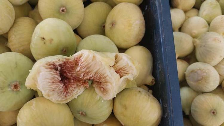 Altından bal damlayan meyvede hasat sürüyor Kilosu 120 TL: Bağırsakları motor gibi çalıştırıp kemikleri betona çeviriyor Magnezyum zengini