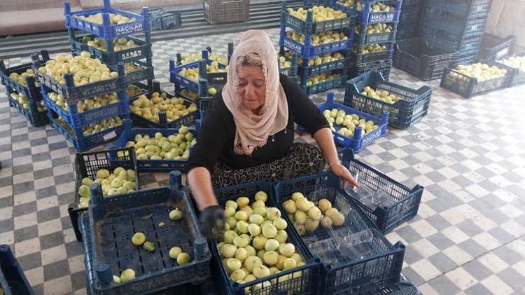 Altından bal damlayan meyvede hasat sürüyor Kilosu 120 TL: Bağırsakları motor gibi çalıştırıp kemikleri betona çeviriyor Magnezyum zengini
