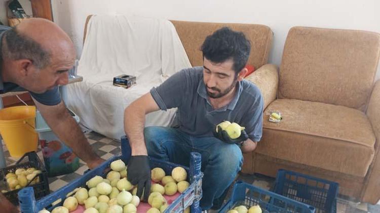 Altından bal damlayan meyvede hasat sürüyor Kilosu 120 TL: Bağırsakları motor gibi çalıştırıp kemikleri betona çeviriyor Magnezyum zengini