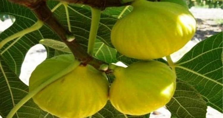 Altından bal damlayan meyvede hasat sürüyor Kilosu 120 TL: Bağırsakları motor gibi çalıştırıp kemikleri betona çeviriyor Magnezyum zengini