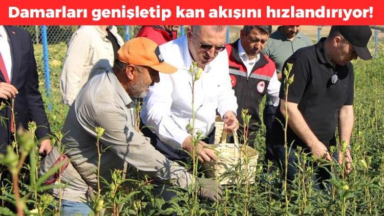 Anavatanı Amasya ama Afrikadan rakip çıktı Damarları saniyesinde genişletiyor, kolesterolü dengeleyip safra kesesindeki toksinleri arındırıyor