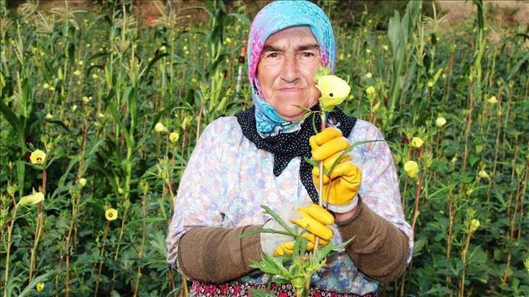 HER BAMYA ÇİÇEK BAMYASI DEĞİLDİR