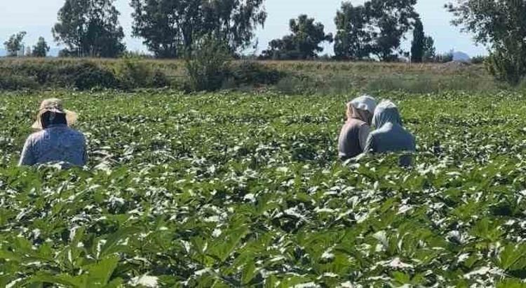 Anavatanı Amasya ama Afrikadan rakip çıktı Damarları saniyesinde genişletiyor, kolesterolü dengeleyip safra kesesindeki toksinleri arındırıyor