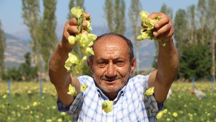Anavatanı Amasya ama Afrikadan rakip çıktı Damarları saniyesinde genişletiyor, kolesterolü dengeleyip safra kesesindeki toksinleri arındırıyor