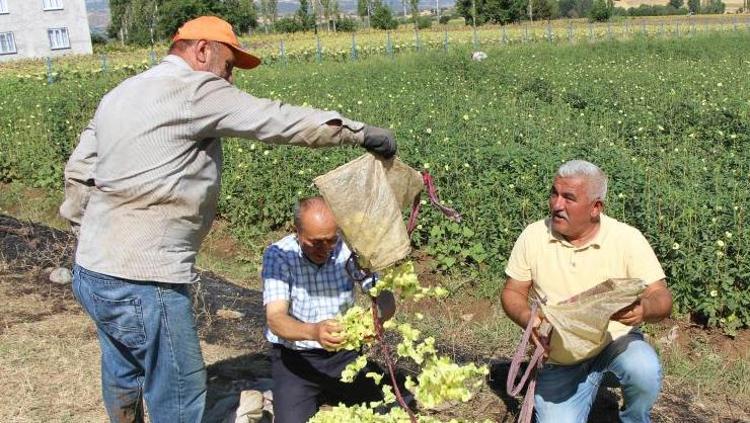 Anavatanı Amasya ama Afrikadan rakip çıktı Damarları saniyesinde genişletiyor, kolesterolü dengeleyip safra kesesindeki toksinleri arındırıyor