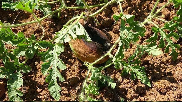 Şifalı besini kuraklık vurdu Kilosu tarlada 1.5 TLye kadar düşmüştü: Kötü kolesterolün kökünü kazıyor