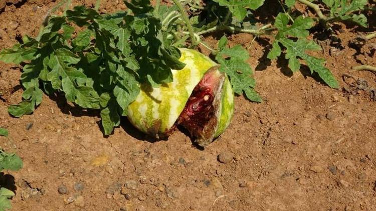 Şifalı besini kuraklık vurdu Kilosu tarlada 1.5 TLye kadar düşmüştü: Kötü kolesterolün kökünü kazıyor