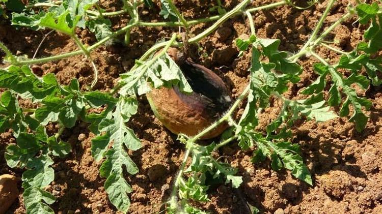 Şifalı besini kuraklık vurdu Kilosu tarlada 1.5 TLye kadar düşmüştü: Kötü kolesterolün kökünü kazıyor