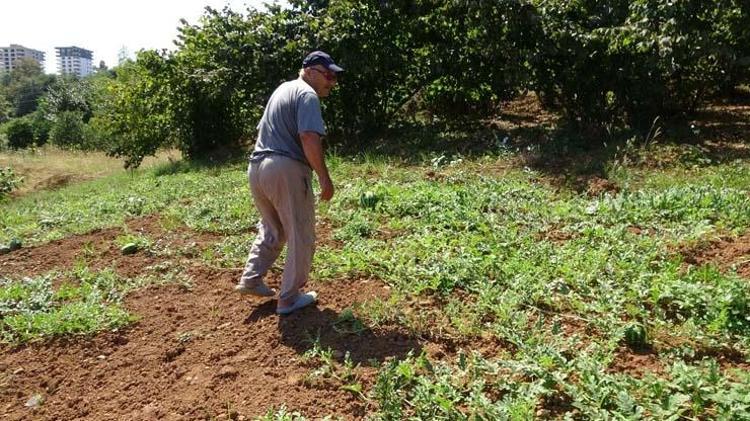 Şifalı besini kuraklık vurdu Kilosu tarlada 1.5 TLye kadar düşmüştü: Kötü kolesterolün kökünü kazıyor