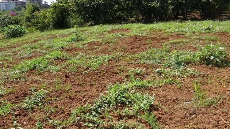 Şifalı besini kuraklık vurdu Kilosu tarlada 1.5 TLye kadar düşmüştü: Kötü kolesterolün kökünü kazıyor
