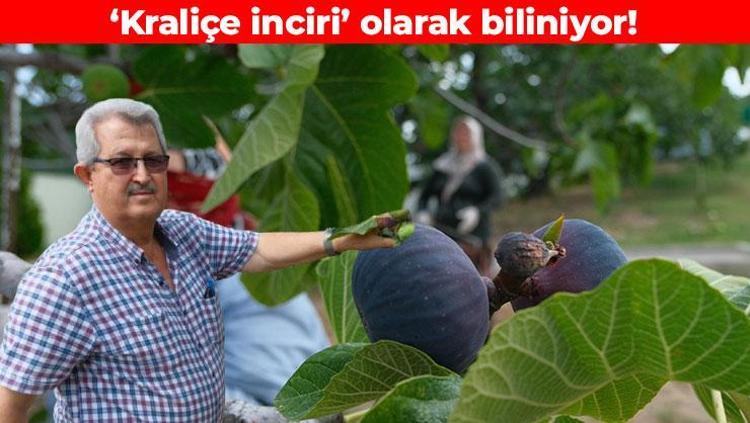 Dünyada sadece Bursanın 30 köyünde üretiliyor Kate Middleton hamilelik döneminde tüketti: Kraliçe incirinde hasat başladı