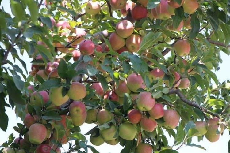 Amasyada hasadı başladı Kilosu 50 TL: Tıkalı damarları yağ çözücü gibi açıp kan şekerini terazi gibi dengeliyor C vitamini deposu