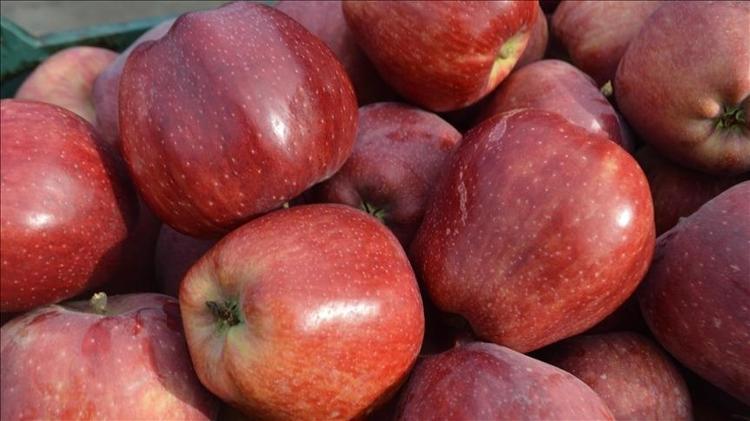 Amasyada hasadı başladı Kilosu 50 TL: Tıkalı damarları yağ çözücü gibi açıp kan şekerini terazi gibi dengeliyor C vitamini deposu