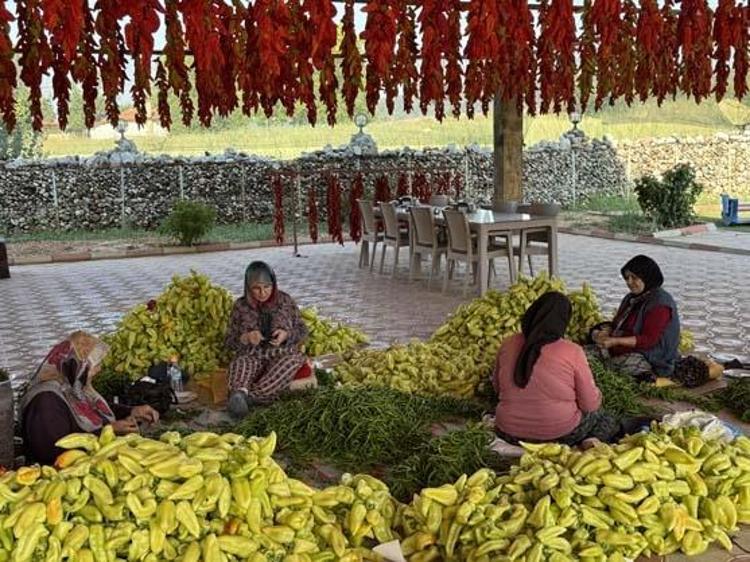 Denizlinin göz bebeği, turistler kilo kilo alıyor Damar sertliğini önlüyor, iştahı baskılayıp iltihabın kökünü kazıyor
