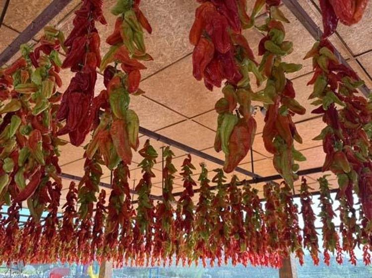 Denizlinin göz bebeği, turistler kilo kilo alıyor Damar sertliğini önlüyor, iştahı baskılayıp iltihabın kökünü kazıyor