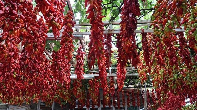 Denizlinin göz bebeği, turistler kilo kilo alıyor Damar sertliğini önlüyor, iştahı baskılayıp iltihabın kökünü kazıyor