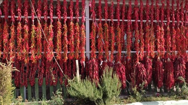 Denizlinin göz bebeği, turistler kilo kilo alıyor Damar sertliğini önlüyor, iştahı baskılayıp iltihabın kökünü kazıyor