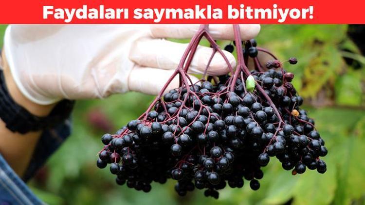 Halk arasında Süper meyve olarak biliniyor/ DNA hasarını onarmaya yardımcı oluyor: Antioksidan seviyesi zirvede