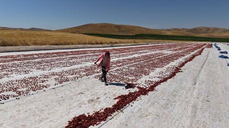 Kilosu 9 liraya düştü, ama kurusu dünyaya 190 TLden satılıyor Kolesterolün kökünü kazıyor, damarları yağ çözücü gibi açıyor