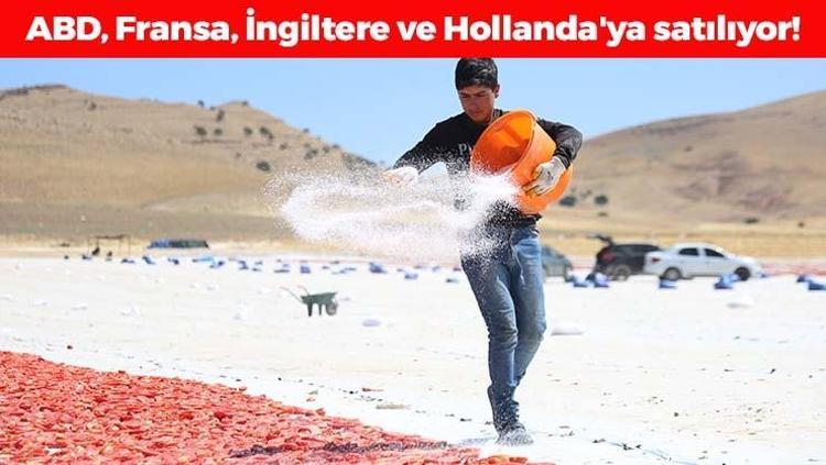 Kilosu 9 liraya düştü, ama kurusu dünyaya 190 TLden satılıyor Kolesterolün kökünü kazıyor, damarları yağ çözücü gibi açıyor