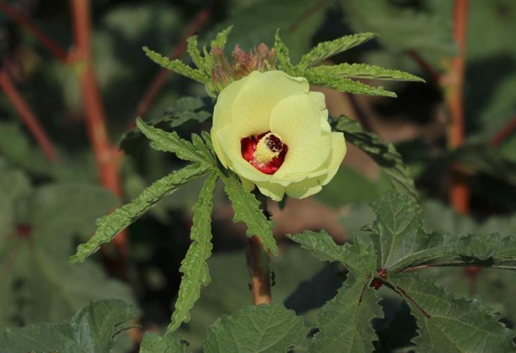 Kilo fiyatı 2 bin 900 TLye düştü Çorbanın içine 1 avuç ekleyin: Kan şekerini terazi gibi dengeleyip kemikleri betona çeviriyor