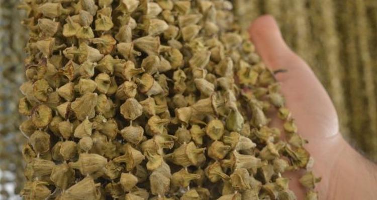 Kilo fiyatı 2 bin 900 TLye düştü Çorbanın içine 1 avuç ekleyin: Kan şekerini terazi gibi dengeleyip kemikleri betona çeviriyor