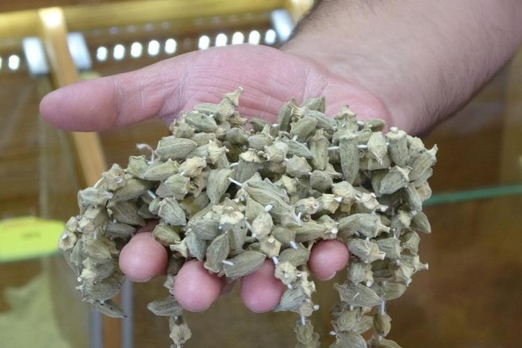 Kilo fiyatı 2 bin 900 TLye düştü Çorbanın içine 1 avuç ekleyin: Kan şekerini terazi gibi dengeleyip kemikleri betona çeviriyor