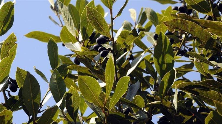 Sinopta doğal ilaç olarak biliniyor Elle tek tek toplanıyor: Çayını yapıp içen şifa buluyor, iltihap kurutucu etkisi var