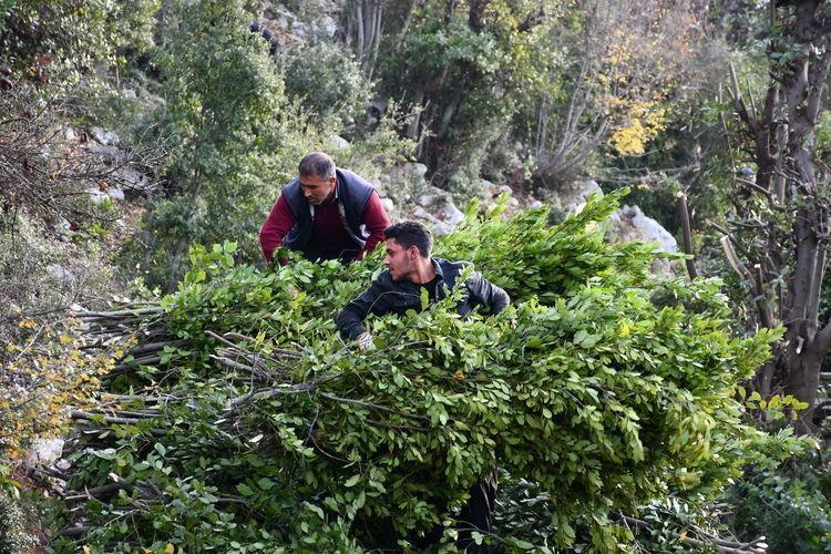 Sinopta doğal ilaç olarak biliniyor Elle tek tek toplanıyor: Çayını yapıp içen şifa buluyor, iltihap kurutucu etkisi var