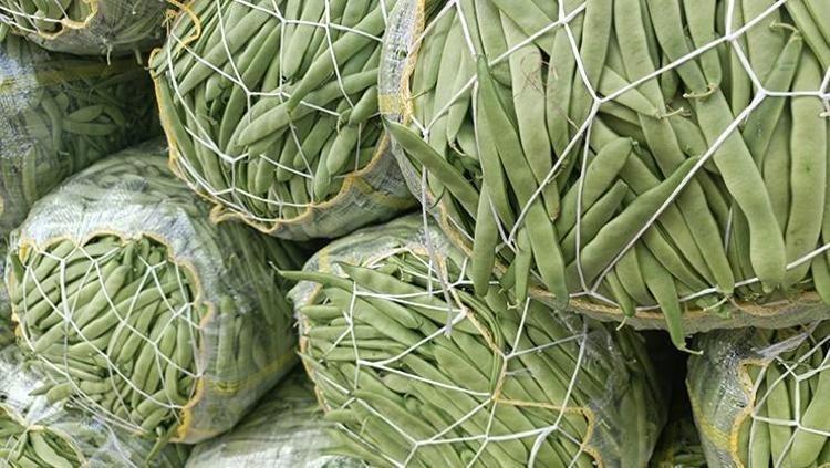 Afyonkarahisarda hasadı başladı Kilosu 70 TL: Bağırsakları motor gibi çalıştırıp C vitamini yüklüyor En güçlü antioksidan, kemikleri betona çeviriyor