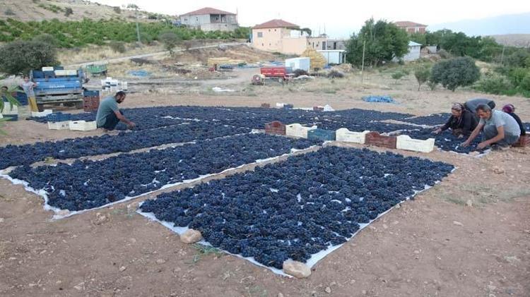 Malatyadan yurt dışına satılıyor, kilosu 500 TL Kemikleri beton gibi güçlendirip demir depolarına zirve yaptırıyor