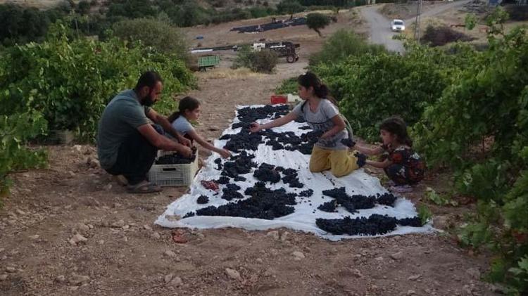 Malatyadan yurt dışına satılıyor, kilosu 500 TL Kemikleri beton gibi güçlendirip demir depolarına zirve yaptırıyor
