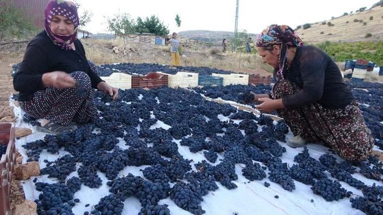 Malatyadan yurt dışına satılıyor, kilosu 500 TL Kemikleri beton gibi güçlendirip demir depolarına zirve yaptırıyor