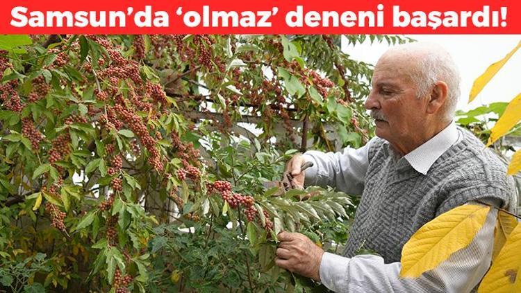 Ana vatanı Meksika ama Samsunda üretiliyor Damarları saniyesinde genişletiyor, kolesterolü dengeleyip safra kesesindeki toksinleri arındırıyor