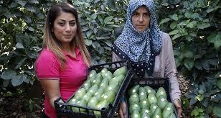 Ana vatanı Meksika ama Samsunda üretiliyor Damarları saniyesinde genişletiyor, kolesterolü dengeleyip safra kesesindeki toksinleri arındırıyor