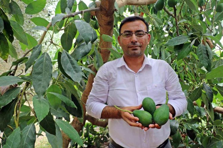 Ana vatanı Meksika ama Samsunda üretiliyor Damarları saniyesinde genişletiyor, kolesterolü dengeleyip safra kesesindeki toksinleri arındırıyor