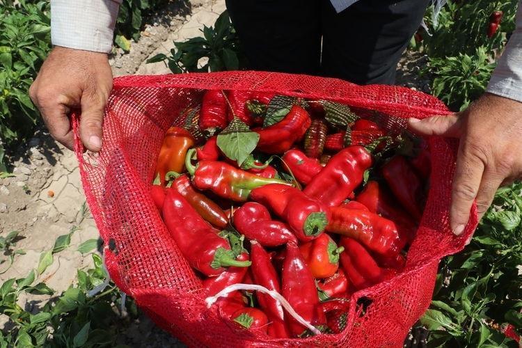 Kilosu 12 TLden satılıyor C vitamini bombası, demir emilimini artırıp kolesterolün kökünü kazıyor