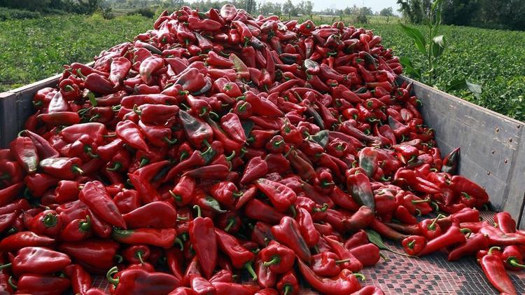 Kilosu 12 TLden satılıyor C vitamini bombası, demir emilimini artırıp kolesterolün kökünü kazıyor