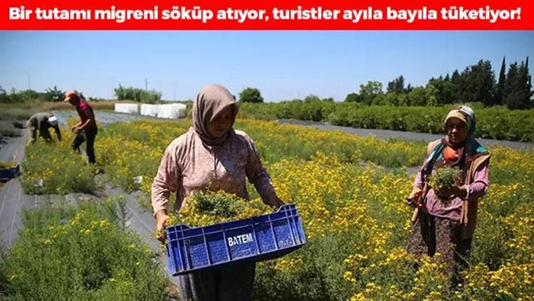 Adanada şifalı otun hasadı başladı Bir tutamı migren ağrılarını tarihe gömüyor, bilinen en güçlü doğal ağrı kesici oymuş, doğadan gelen şifa kaynağı