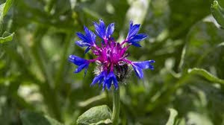 ELDEN DÜŞMEYEN BİTKİ İLACI